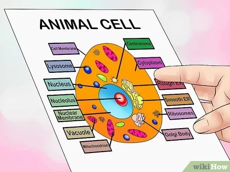 Animal Cell Project Poster / How To Draw Animal Cell Very Easy Drawing For School Science Project Chart Poster For Kids 25 Youtube / This is a great way to make 3d model of plant cell by cutting a rubber ball in half and stuffing it with foam or cotton to provide the shape.