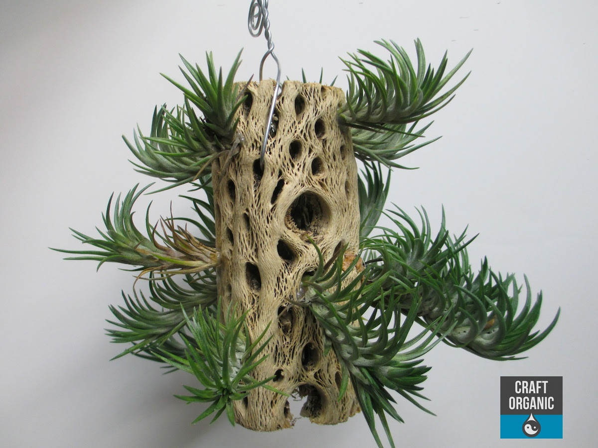 Tillandsia on Cholla Wood - Craft Organic