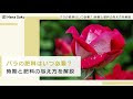 √画像をダウンロード バラ の 肥料 時期 155855-バラの肥料 時期