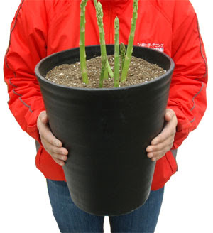 2 ページ目 春の味覚を楽しめる アスパラの育て方についてまとめました