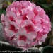 ch - heritage pink