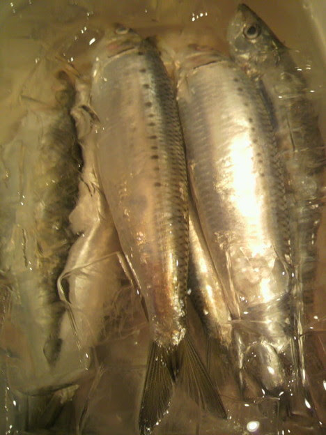 鰯って魚へんに弱いって書くけど 魚へんに強いと改名します 写真共有サイト フォト蔵