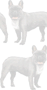 フレンチ ブルドッグのイラスト 条件付フリー素材集