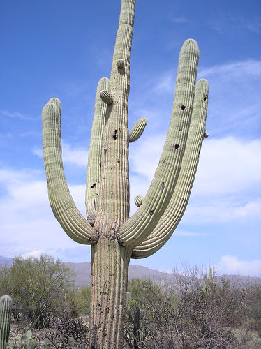 saguaro with bird nest holes