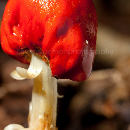 _MG_7826.jpg