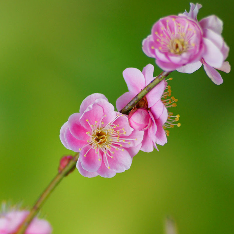2月4日の誕生花 サクラソウ 桜草