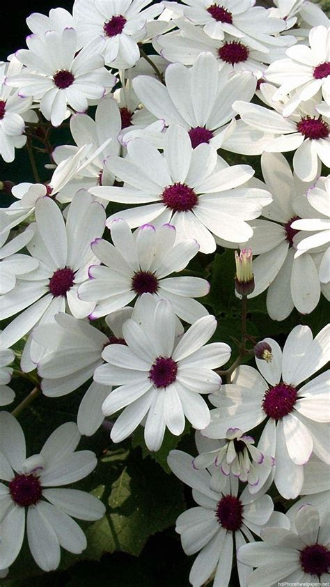 flower iphone backgrounds group