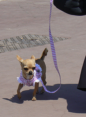 petit chien marin.jpg