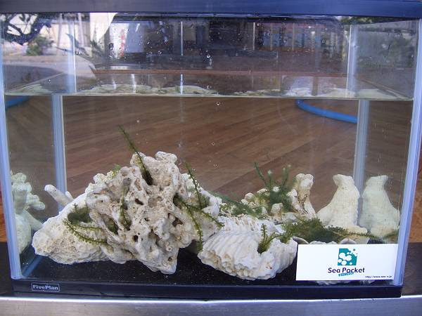 海ぶどうを水槽で育てると 海ぶどう専門店 店長日記