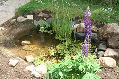 New wildlife pond