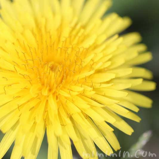 タンポポ たんぽぽ の花の写真 花言葉 名前の由来 みみみんブログ