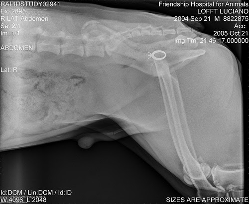 My dog ate myring