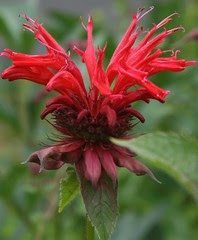 bee balm