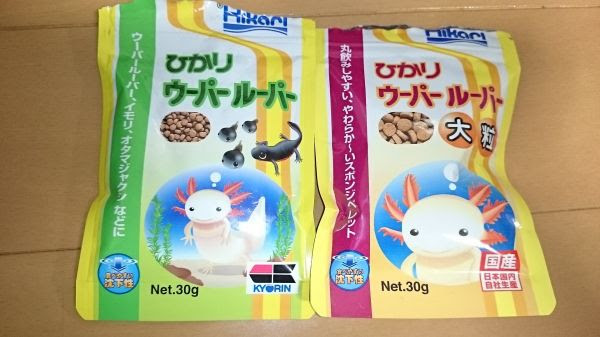 餌の与え方と与える頻度 ウーパールーパー飼い方ガイド