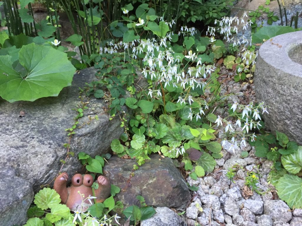 和風の自然な庭に合う植物 6 7月の花と実 Hanana Tree