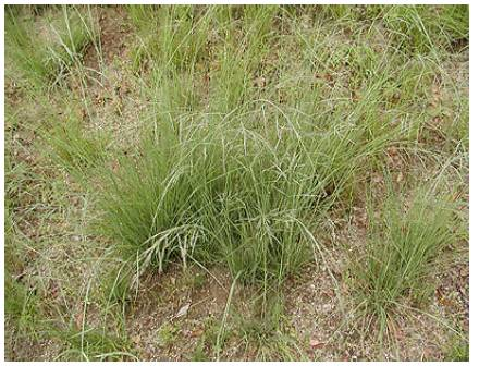砂丘に移入する植物 鳥取砂丘未来会議