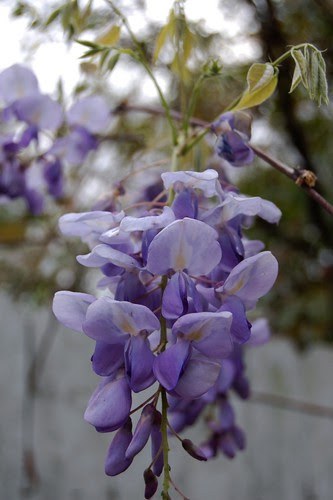 Wisteria