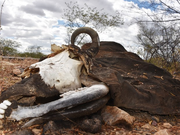Com a seca que assola o RN há cinco anos, animais mortos às margens das rodovias que cortam o estado fazem parte de um cenário desolador  (Foto: Anderson Barbosa e Fred Carvalho/G1)