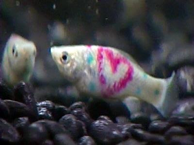 Tattoo Fish