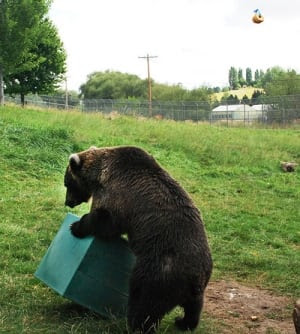 Grizzly bear Kio using tool