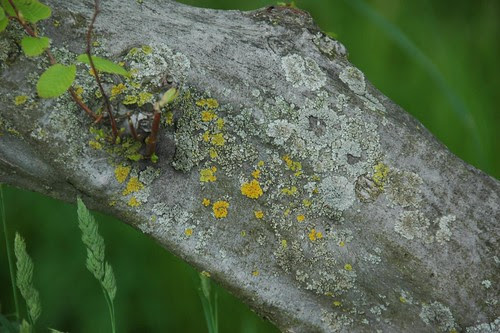 Carpinus caroliniana, Ironwood