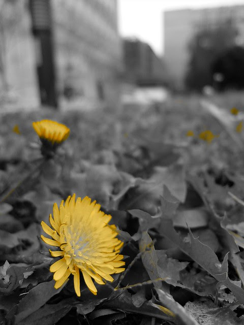 DSCF0068