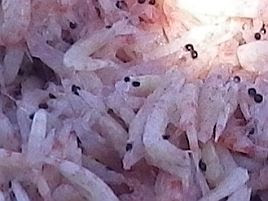 オキアミの身を締めないと水深100メートルはつらいんじゃ へた釣り こむ