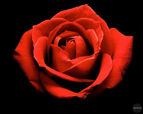 Single Rose