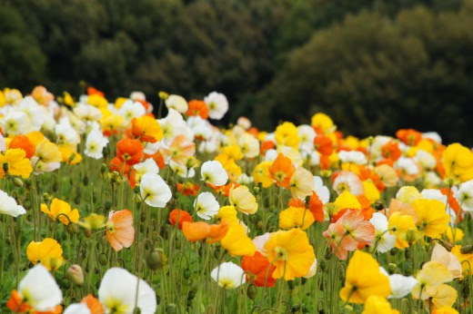 ポピーの花畑2 40pxの無料 フリー写真素材