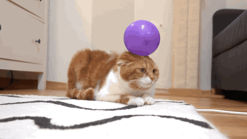 面白gif 動物 頭の上に乗る風船に不思議な気配を感じる猫 動画あり 面白ネタ帳 まとめ