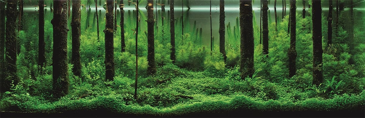 The Incredible Underwater Art of Competitive Aquascaping plants fish aquariums 