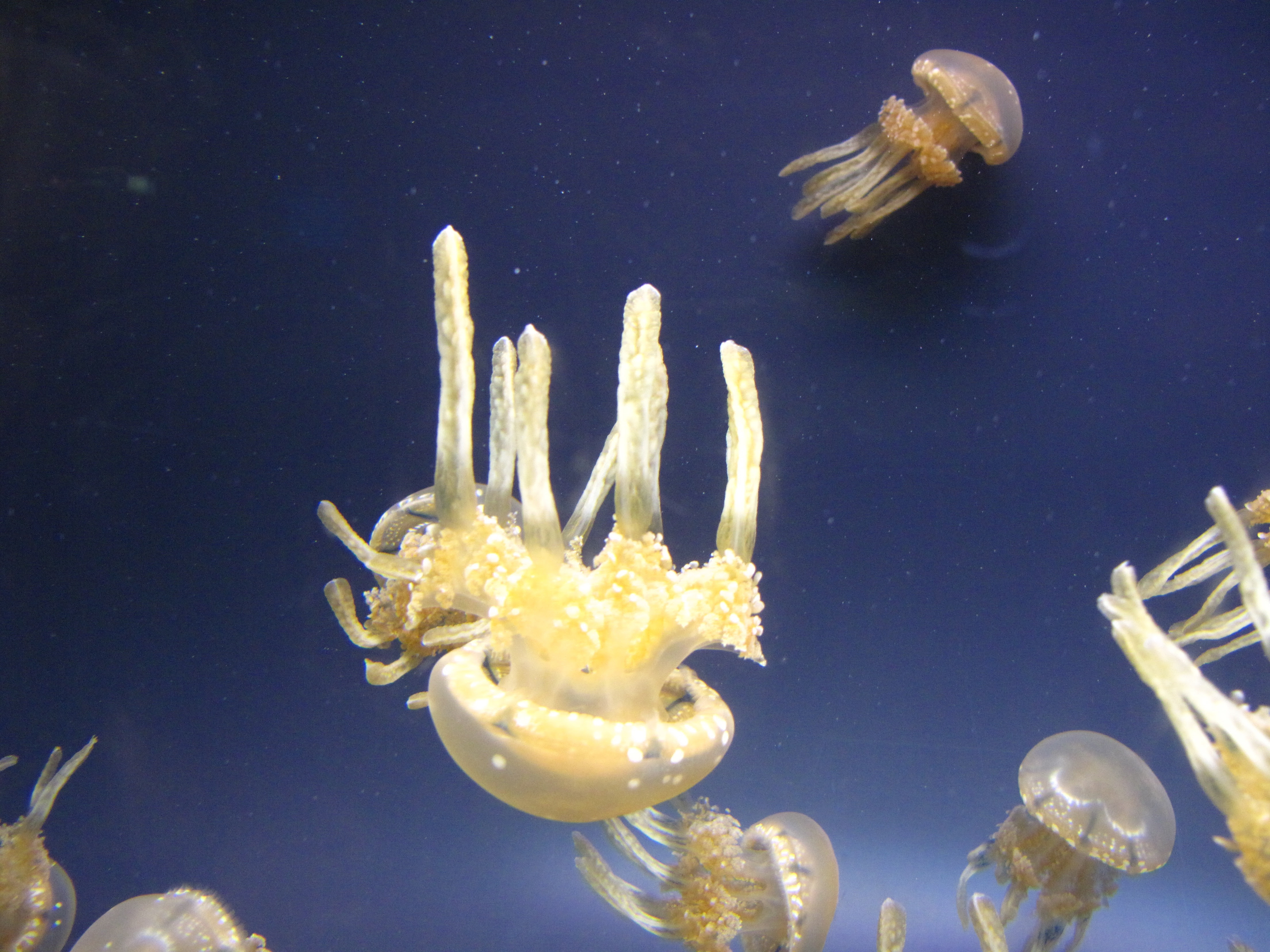 タコクラゲの話