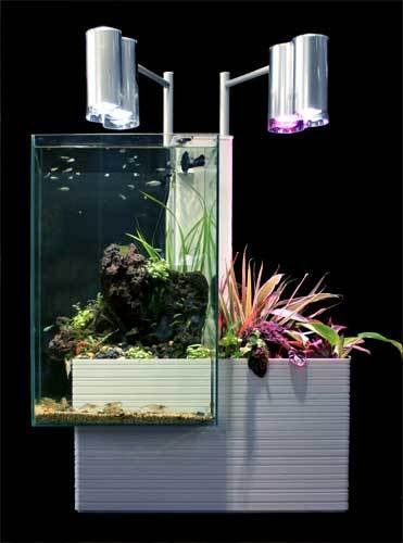 手間いらず 面倒くさがりな初心者にオススメな水槽セット 熱帯魚 アクアリウム情報マガジン