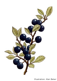 Sloe down for winter | Gintime