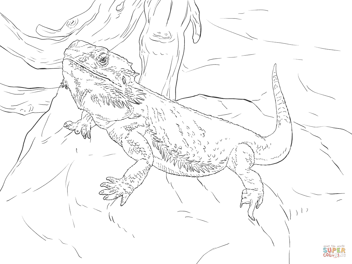 Central Bearded Dragon coloring page | Free Printable ...