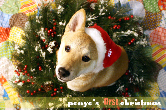 *Ponyo's first Christmas*