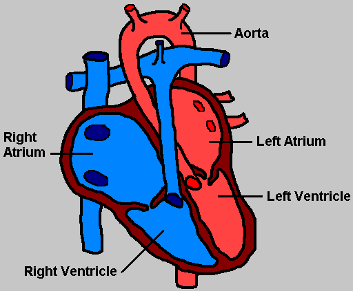 Heart Diagram To Label - ClipArt Best