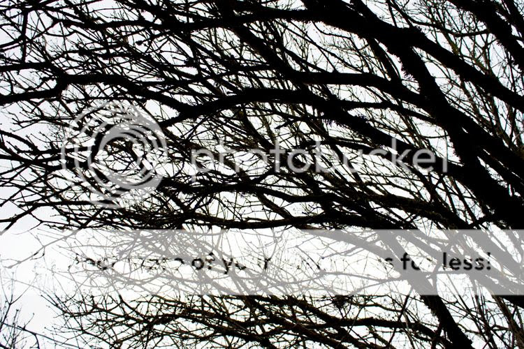  photo FebChuck143_zpse84a4575.jpg