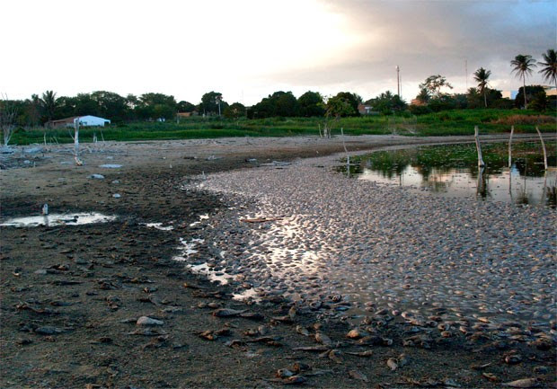 Gestor ambiental acredita que a seca na região causou alto teor de sal na água, matando as tilápias  (Foto: Eliabe Alves)