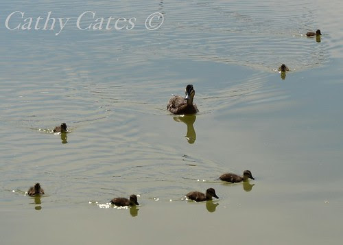 Mother with babies