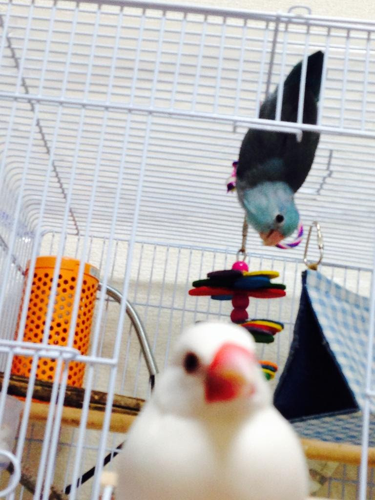 文鳥 In ほんとにかわいい大好き おばさんにも言われたけど 鳥に惚けてます 文鳥 マメルリハ