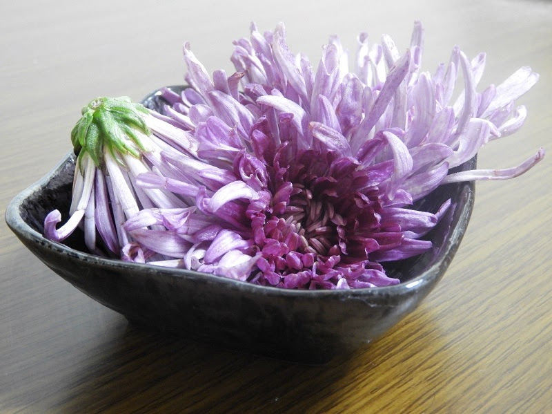 不老長寿の菊で秋を祝おう 重陽の節句のはなし きくつかこらむ 菊の司酒造 Kikunotsukasa