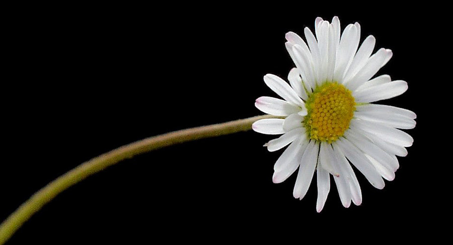 DAISY PICTURES, PICS, IMAGES AND PHOTOS FOR INSPIRATION