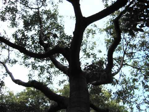arbre