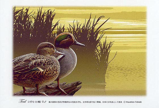 野鳥版画販売 野鳥絵はがき販売 ストックイラスト貸し出し