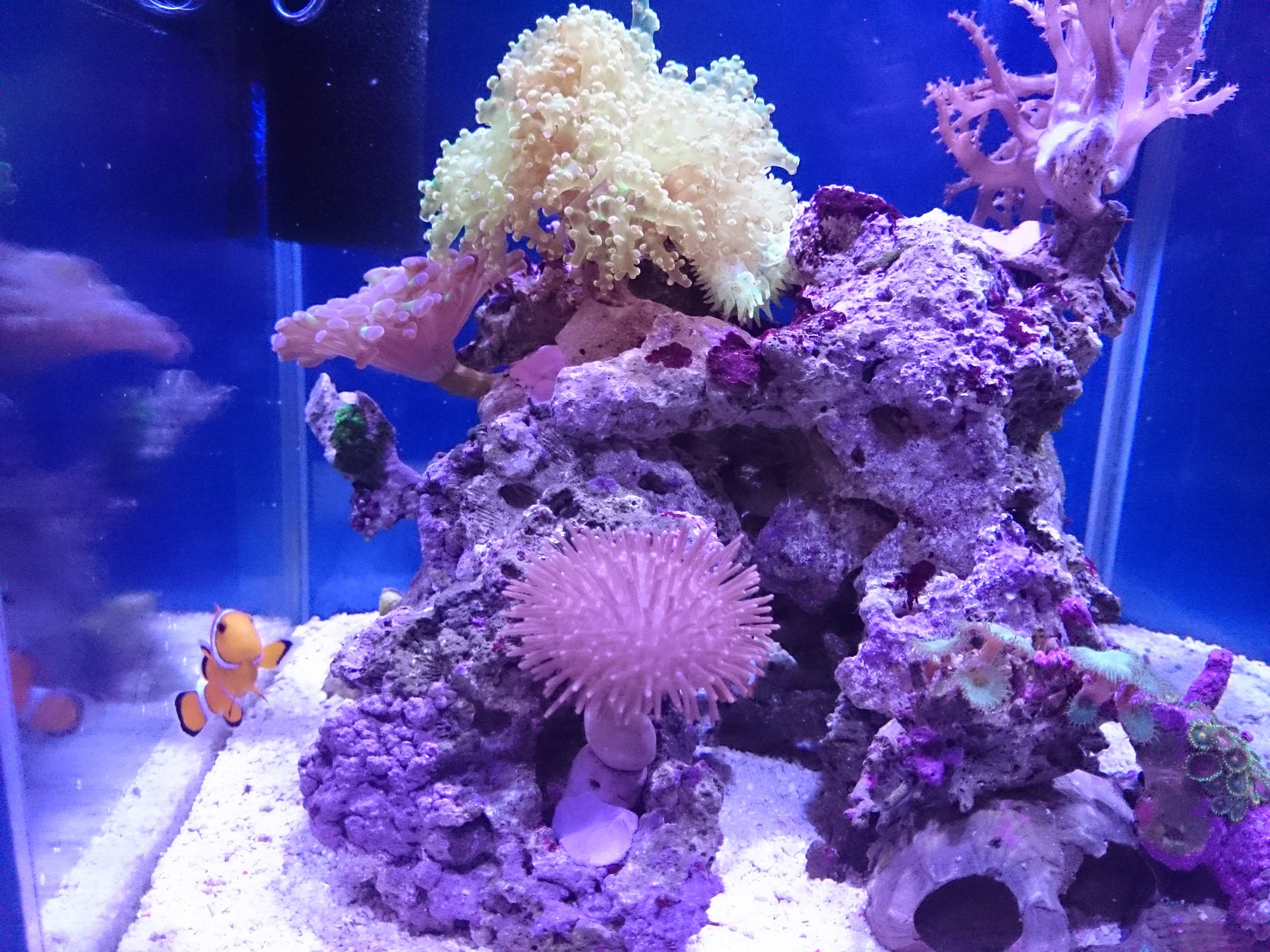 サンゴイソギンチャクが4カ月ぶりに移動しました 30cm水槽の海水魚飼育