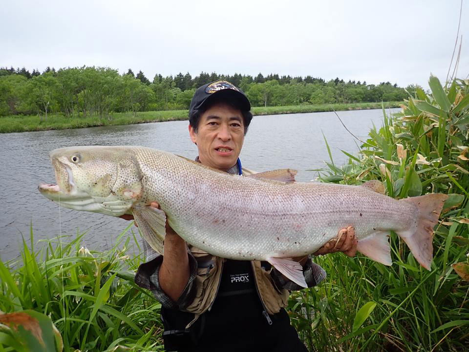 探検釣行記 国内編湿原のイトウ イトウの住む湿原 イトウとのファイト 80cmクラスのイトウ イトウ Hucho Perryi は 日本では北海道のみに生育しています かつては 本州 青森県 にも生育していたと言われています その為 環境庁のレッドデータ