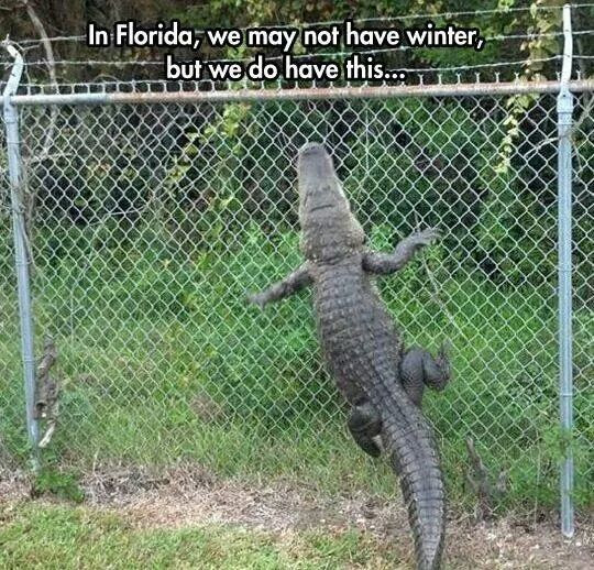 Welcome To Florida Where We Don T Use Blinkers And The Gators Can Climb Fences Meme By Yunodothat Memedroid
