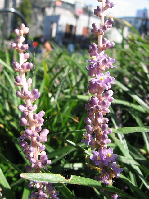 jamison_groundcover