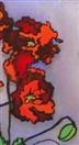 Iceland Poppy Quartet, painting on glass